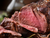 Mastering the Grill: How to Cook Game Meat Like a Pro