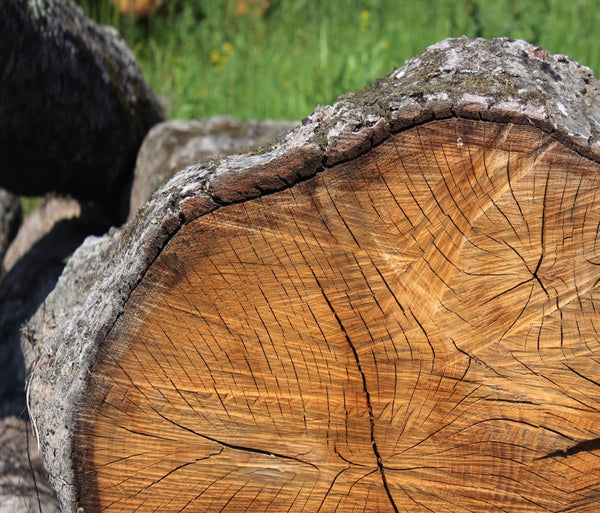 The 10 Most Common Wood Types for A Perfect Smoking
