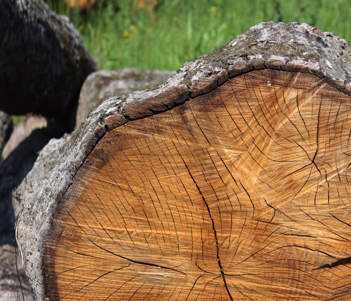 mulberry smoking wood